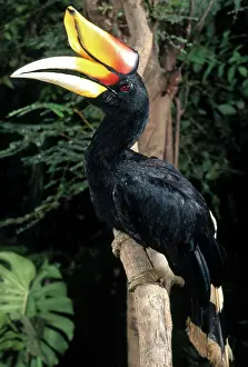 Bucerotidae: Rhinoceros Hornbill