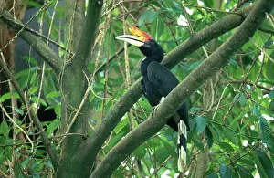 Bucerotidae: Rhinoceros Hornbill