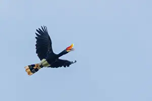 Sabah: Rhinoceros hornbill