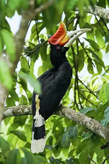 Sumatra: Rhinoceros hornbill (Buceros rhinoceros) on a br