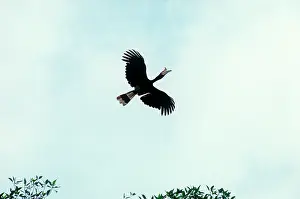Buceros: Rhinoceros Hornbill - in flight