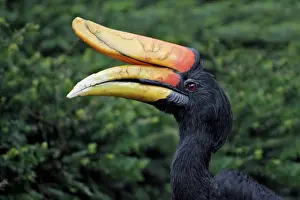 Buceros: Rhinoceros Hornbill - portrait