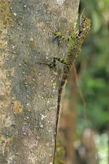 Botanic: Rhinoceros-horned lizard