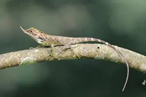 Botanic: Rhinoceros-horned lizard