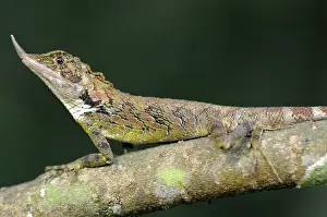 Botanic: Rhinoceros-horned lizard