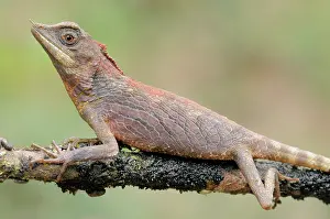 Botanic: Rhinoceros-horned lizard