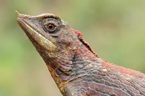 Botanic: Rhinoceros-horned lizard