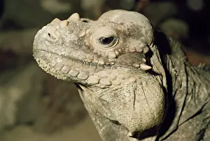 Cornuta: RHINOCEROS IGUANA