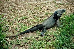 Cornuta: RHINOCEROS IGUANA
