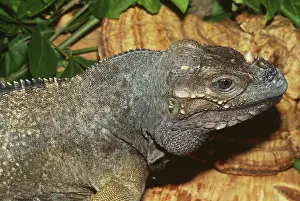 Cornuta: Rhinoceros Iguana