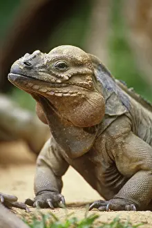 Cornuta: Rhinoceros Iguana