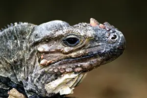 Cornuta: Rhinoceros Iguana