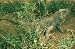 Cornuta: Rhinoceros Iguana