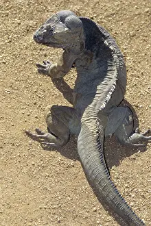 Cornuta: Rhinoceros Iguana