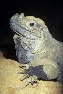 Cornuta: Rhinoceros Iguana - endangered