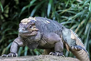 Cornuta: Rhinoceros Iguana / Horned Lizard