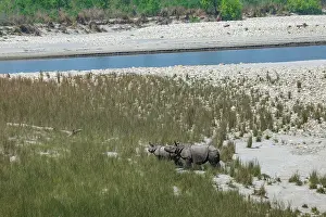 Rhinocerotidae: Rhinoceros indien
Rhinocéros indien
