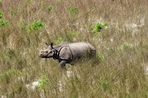Rhinocerotidae: Rhinoceros indien
Rhinocéros indien