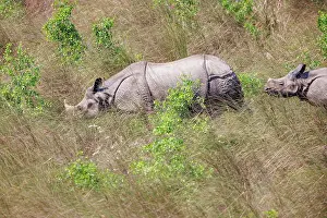 Rhinocerotidae: Rhinoceros indien
Rhinocéros indien