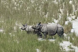 Rhinocerotidae: Rhinoceros indien
Rhinocéros indien