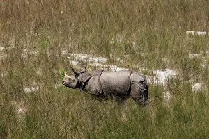 Rhinocerotidae: Rhinoceros indien
Rhinocéros indien