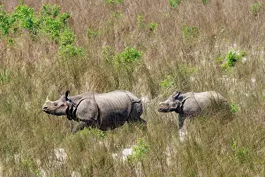 Rhinocerotidae: Rhinoceros indien
Rhinocéros indien