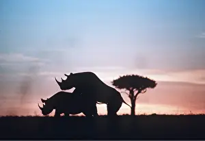 Rhinos: RHINOCEROS MATING