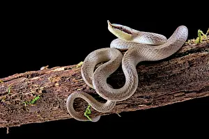 Colubrinae: Rhinoceros ratsnake (Gonyosoma boulengeri ex Rynchophis