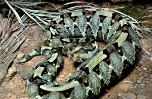 Bitis: Rhinoceros viper