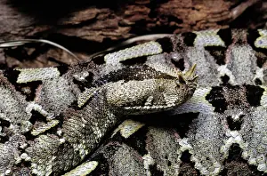 Bitis: Rhinoceros viper
