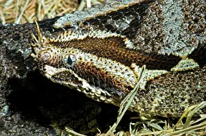 Bitis: Rhinoceros Viper