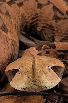 Bitis: Rhinoceros Viper (Bitis rhinoceros)