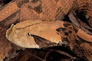 Bitis: Rhinoceros Viper (Bitis rhinoceros)