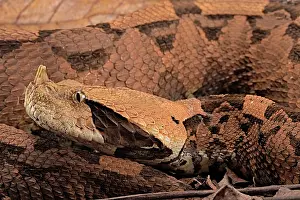 Bitis: Rhinoceros Viper (Bitis rhinoceros)