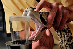 Ghana: Rhinoceros Viper (Bitis rhinoceros), venom extracting