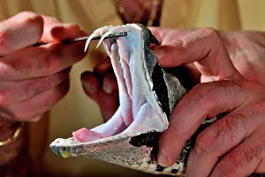 Ghana: Rhinoceros viper (Bitis rhinoceros), venom extracting