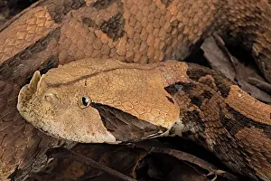 Bitis: Rhinoceros Viper (Bitis rhinoceros), animal portrait
