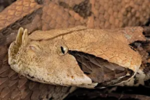 Bitis: Rhinoceros Viper (Bitis rhinoceros), animal portrait