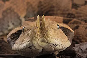 Bitis: Rhinoceros Viper (Bitis rhinoceros), animal portrait