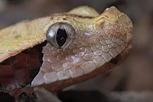 Bitis: Rhinoceros Viper (Bitis rhinoceros), animal portrait
