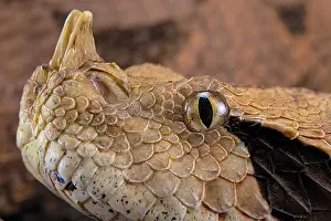 Bitis: Rhinoceros Viper (Bitis rhinoceros), animal portrait