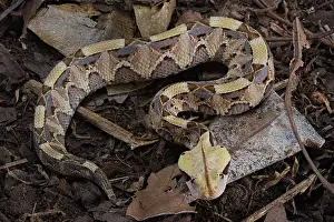Bitis: Rhinoceros Viper (Bitis rhinoceros), juvenile, Cameroon
