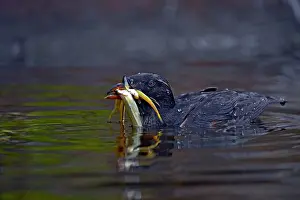Rhinocerous: Rhinocerous Auklet - with fish