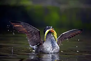 Rhinocerous: Rhinocerous Auklet - with fish