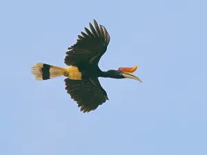 Rhinoceros: Rhinocerous Hornbill in flight Buceros rhinocero