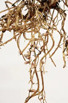 Relationship: Rhizobium Nodules on Bean Roots