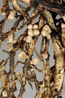 Fixation: Rhizobium root nodules