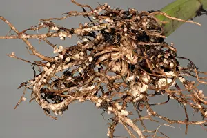 Fixation: Rhizobium root nodules