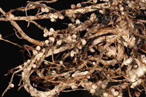 Fixation: Rhizobium root nodules