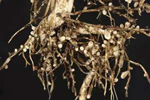 Fixation: Rhizobium root nodules